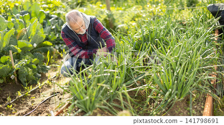 Mature man works on plantation garden bed, cuts green onion shoots 141798691