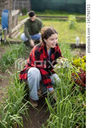 Girl works on plantation garden bed, cuts green onion shoots Girl works on plantation garden bed, cuts green onion shoots 141798711
