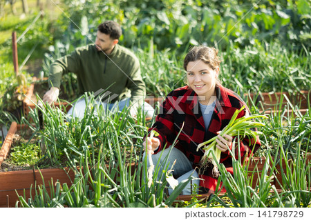 Girl works on plantation garden bed, cuts green onion shoots Girl works on plantation garden bed, cuts green onion shoots 141798729