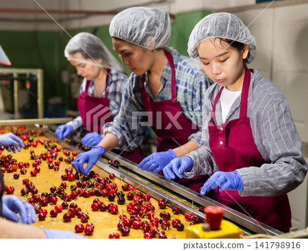 Women sorting cherry Women sorting cherry 141798916