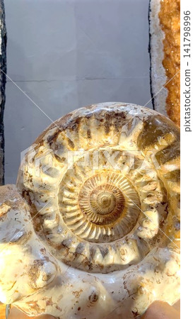 Polished ammonite fossil with spiral chambered shell, glossy calcite surface, brown cream tones, detailed suture patterns and natural mineral texture in closeup view Polished ammonite fossil with spiral chambered shell, glossy calcite surface, brown cream tones, detailed suture patterns and natural mineral texture in closeup view 141798996