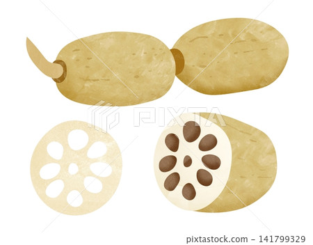 Lotus root Lotus root 141799329