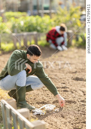 Man gardener planting seeds garlic on beds at farm Man gardener planting seeds garlic on beds at farm 141799411