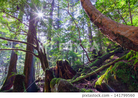Yakushima Yakusugi Land: Forest of Sunlight Filtering Through the Trees (Autumn) Yakushima Yakusugi Land: Forest of Sunlight Filtering Through the Trees (Autumn) 141799560