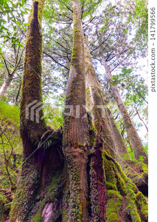 Yakushima Yakusugi Land: A Forest Where Gods Reside (Autumn) Yakushima Yakusugi Land: A Forest Where Gods Reside (Autumn) 141799566