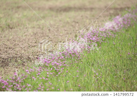 生長在稻田的黃芪花 生長在稻田的黃芪花 141799572