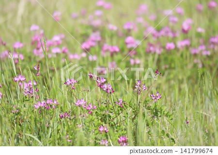 Astragalus flowers growing in rice fields Astragalus flowers growing in rice fields 141799674