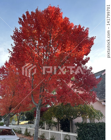 A serene forest path lined with trees showcasing vibrant autumn foliage in red, yellow, and orange hues. A peaceful seasonal landscape capturing the essence of fall. A serene forest path lined with trees showcasing vibrant autumn foliage in red, yellow, and orange hues. A peaceful seasonal landscape capturing the essence of fall. 141799701