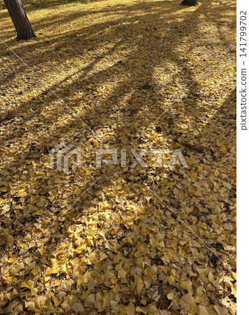 A serene forest path lined with trees showcasing vibrant autumn foliage in red, yellow, and orange hues. A peaceful seasonal landscape capturing the essence of fall. A serene forest path lined with trees showcasing vibrant autumn foliage in red, yellow, and orange hues. A peaceful seasonal landscape capturing the essence of fall. 141799702