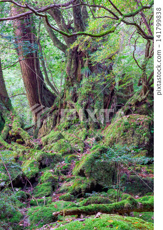 Yakushima Shiratani Unsuikyo Gorge: A mossy forest where gods reside (Autumn) Yakushima Shiratani Unsuikyo Gorge: A mossy forest where gods reside (Autumn) 141799838