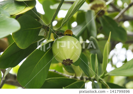 71247 Autograph Tree Fruit 71247 Autograph Tree Fruit 141799896