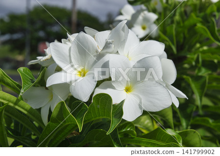 71253 White Plumeria Flower 71253 White Plumeria Flower 141799902