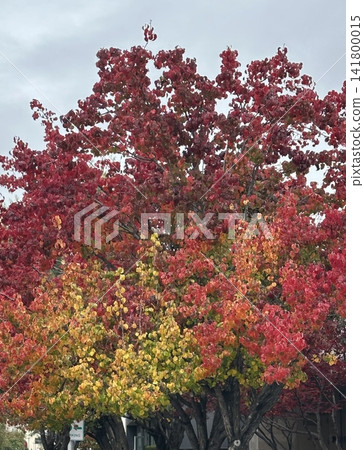 A serene forest path lined with trees showcasing vibrant autumn foliage in red, yellow, and orange hues. A peaceful seasonal landscape capturing the essence of fall. A serene forest path lined with trees showcasing vibrant autumn foliage in red, yellow, and orange hues. A peaceful seasonal landscape capturing the essence of fall. 141800015