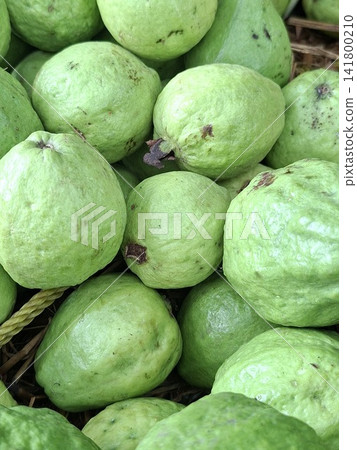fresh guava at market fresh guava at market 141800210