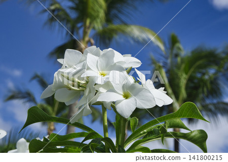 71256 白色雞蛋花 71256 白色雞蛋花 141800215