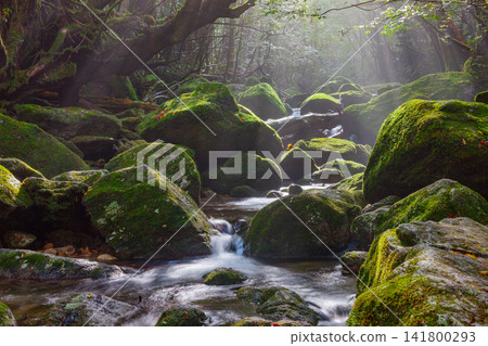 Yakushima Shiratani Unsuikyo Gorge: A Valley Where Gods Reside (Autumn) Yakushima Shiratani Unsuikyo Gorge: A Valley Where Gods Reside (Autumn) 141800293