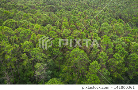 Aerial view forest tree environment forest nature background, Texture of green tree top view forest from above landscape bird eye view pine forest asian Aerial view forest tree environment forest nature background, Texture of green tree top view forest from above landscape bird eye view pine forest asian 141800361