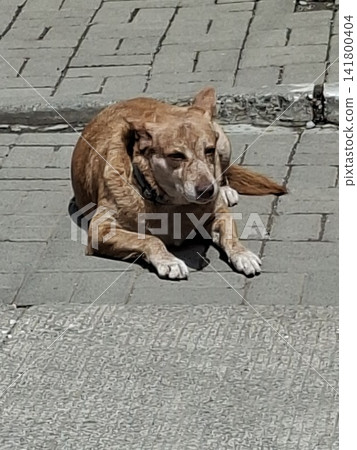 dog sleep on the ground dog sleep on the ground 141800404