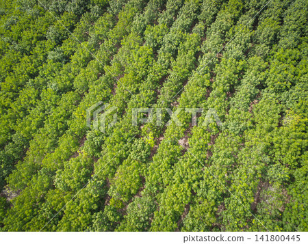 Aerial view forest tree rubber tree leaves environment forest nature background, Texture of green tree top view forest from above, rubber tree plantation Aerial view forest tree rubber tree leaves environment forest nature background, Texture of green tree top view forest from above, rubber tree plantation 141800445