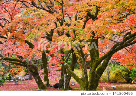 京都、寶嚴院、紫室庭園、美麗的紅葉(京都府京都市右京區) 京都、寶嚴院、紫室庭園、美麗的紅葉(京都府京都市右京區) 141800496