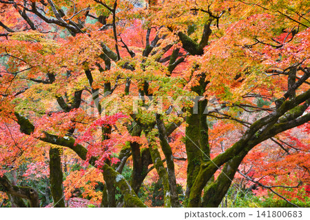京都、寶嚴院、紫室庭園、美麗的紅葉(京都府京都市右京區) 京都、寶嚴院、紫室庭園、美麗的紅葉(京都府京都市右京區) 141800683