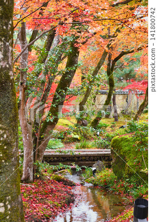 Kyoto, Hogon-in Temple, Shishiku Garden, beautiful autumn foliage (Ukyo-ku, Kyoto City, Kyoto Prefecture) Kyoto, Hogon-in Temple, Shishiku Garden, beautiful autumn foliage (Ukyo-ku, Kyoto City, Kyoto Prefecture) 141800742