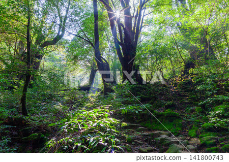 Yakushima Shiratani Unsuikyo Gorge: Forest of Sunlight Filtering Through the Trees (Autumn) Yakushima Shiratani Unsuikyo Gorge: Forest of Sunlight Filtering Through the Trees (Autumn) 141800743