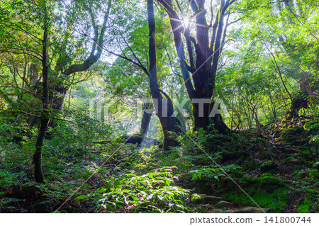 Yakushima Shiratani Unsuikyo Gorge: Forest of Sunlight Filtering Through the Trees (Autumn) Yakushima Shiratani Unsuikyo Gorge: Forest of Sunlight Filtering Through the Trees (Autumn) 141800744