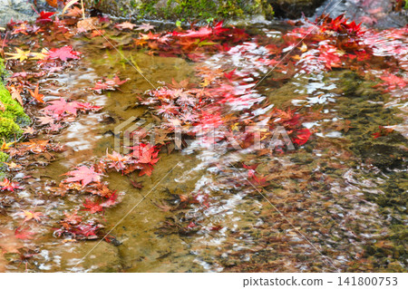 Kyoto, Hogon-in Temple, Shishiku Garden, beautiful autumn foliage (Ukyo-ku, Kyoto City, Kyoto Prefecture) Kyoto, Hogon-in Temple, Shishiku Garden, beautiful autumn foliage (Ukyo-ku, Kyoto City, Kyoto Prefecture) 141800753