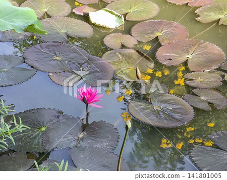 Pink Water Lily in Pond with Lily Pads Pink Water Lily in Pond with Lily Pads 141801005