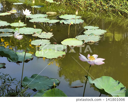 Pink Water Lily in Pond with Lily Pads Pink Water Lily in Pond with Lily Pads 141801006