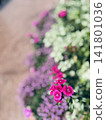 一種美麗的粉紅色花園花卉。 141801036