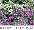 一種美麗的粉紅色花園花卉。 141801038