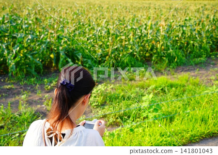A woman's back as she takes a picture of a cornfield with a compact digital camera. A woman's back as she takes a picture of a cornfield with a compact digital camera. 141801043