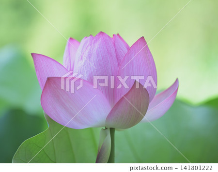 Pale pink lotus flowers blooming in the summer sunlight Pale pink lotus flowers blooming in the summer sunlight 141801222