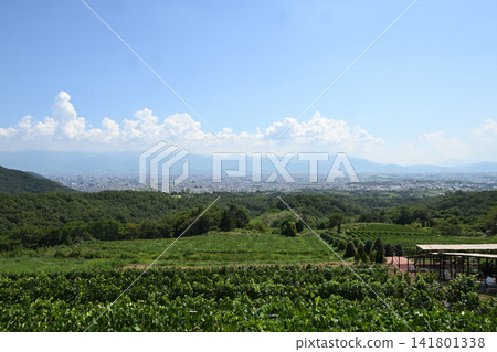 盛夏時節，山梨縣甲斐市富之丘酒莊的葡萄園 141801338