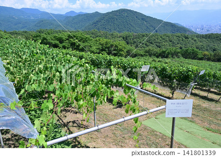 盛夏時節,山梨縣甲斐市富之丘酒莊的葡萄園 盛夏時節,山梨縣甲斐市富之丘酒莊的葡萄園 141801339