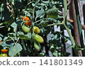 A bunch of round mini tomatoes nearing full ripeness in a home garden 141801349