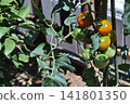Clusters of slender mini tomatoes beginning to change color and tomato cultivation 141801350