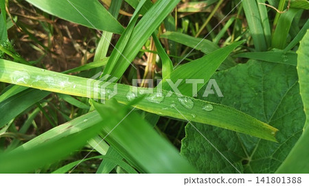 grasshopper on leaf grasshopper on leaf 141801388