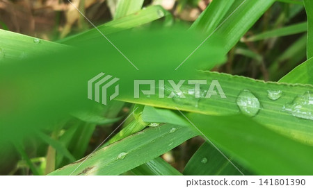 water droplets on green leaf water droplets on green leaf 141801390