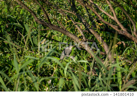 Adult Japanese Egret (Sasagoi) on the Shinano River, Yasuragi Embankment Adult Japanese Egret (Sasagoi) on the Shinano River, Yasuragi Embankment 141801410