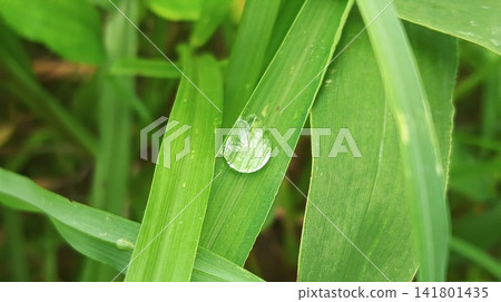 water droplets on green leaves water droplets on green leaves 141801435