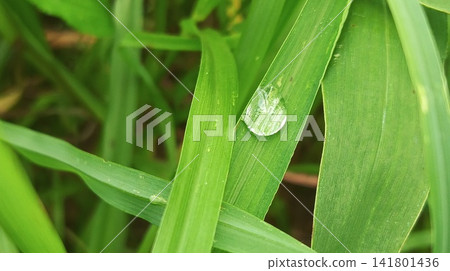 grass with dew drops grass with dew drops 141801436