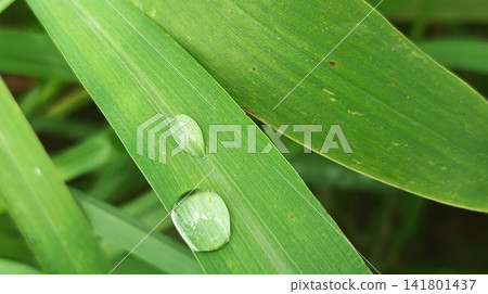 water drop on green grass 141801437