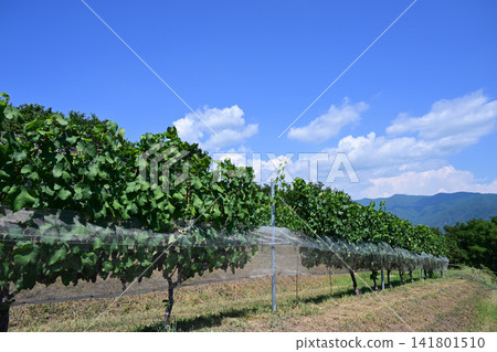 Tomi no Oka Winery vineyards in midsummer, Kai City, Yamanashi Prefecture Tomi no Oka Winery vineyards in midsummer, Kai City, Yamanashi Prefecture 141801510