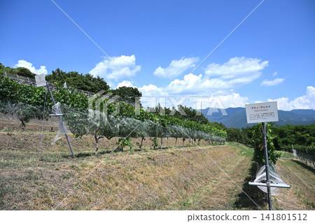 Tomi no Oka Winery vineyards in midsummer, Kai City, Yamanashi Prefecture Tomi no Oka Winery vineyards in midsummer, Kai City, Yamanashi Prefecture 141801512