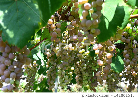 Tomi no Oka Winery vineyards in midsummer, Kai City, Yamanashi Prefecture Tomi no Oka Winery vineyards in midsummer, Kai City, Yamanashi Prefecture 141801513