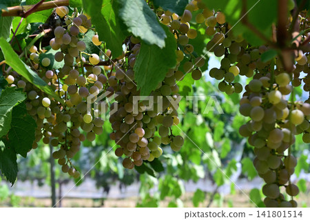 Tomi no Oka Winery vineyards in midsummer, Kai City, Yamanashi Prefecture Tomi no Oka Winery vineyards in midsummer, Kai City, Yamanashi Prefecture 141801514