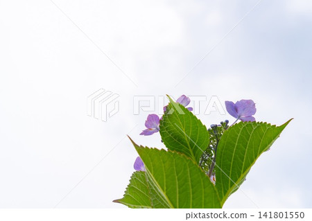Hydrangeas blooming against the sky Hydrangeas blooming against the sky 141801550